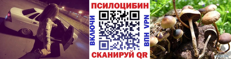 Галлюциногенные грибы Psilocybe  закладки  Карачаевск 